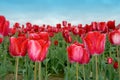 Icy Red Tulips Royalty Free Stock Photo