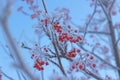 Icy rowan berries Royalty Free Stock Photo