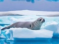 Icy Serenity: A Crabeater Seal Rests Among Drifting Pack Ice in Antarctica.