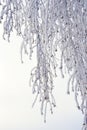 Icy and snow-covered birch branches in the morning. Arkhangelsk region, Russia Royalty Free Stock Photo