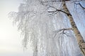 Icy and snow-covered birch branches in the morning. Arkhangelsk region, Russia Royalty Free Stock Photo