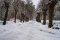 An icy and snowy winter road going through a traditionally pruned line of willow trees. Picture from Scania, Sweden Royalty Free Stock Photo