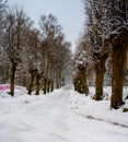 An icy and snowy winter road going through a traditionally pruned line of willow trees. Picture from Scania, Sweden Royalty Free Stock Photo