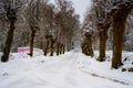 An icy and snowy winter road going through a traditionally pruned line of willow trees. Picture from Scania, Sweden Royalty Free Stock Photo