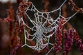 Icy spiderweb