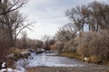 Icy stream with bare deciduous trees and overcast skies.