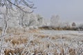 Icy swamp with reeds Royalty Free Stock Photo