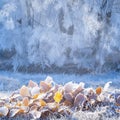 Icy tranquility Fallen leaves adorned with hoarfrost in a snowy park