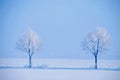 Icy tree