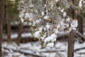 Icy tree braches Royalty Free Stock Photo
