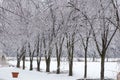 Icy tree braches