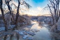 Icy tree braches