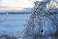 Icy tree braches Royalty Free Stock Photo
