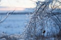 Icy tree braches