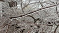 Icy Tree Branch with Hanging Icicles and Suburban Backdrop