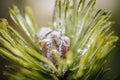 Icy tree branches. Tree branches with ice. Green needles with ice Royalty Free Stock Photo