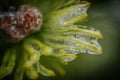 Icy tree branches. Tree branches with ice. Green needles with ice Royalty Free Stock Photo