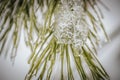 Icy tree branches. Tree branches with ice. Green needles with ice Royalty Free Stock Photo