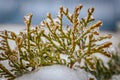 Icy tree branches. Tree branches with ice. Green needles with ice Royalty Free Stock Photo