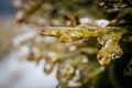 Icy tree branches. Tree branches with ice. Green needles with ice Royalty Free Stock Photo