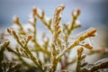 Icy tree branches. Tree branches with ice. Green needles with ice Royalty Free Stock Photo