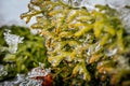 Icy tree branches. Tree branches with ice. Green needles with ice Royalty Free Stock Photo