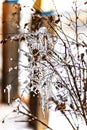 Icy tree branches with icicles at sunset. Winter frosts Royalty Free Stock Photo