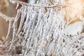 Icy tree branches with icicles at sunset. Winter frosts Royalty Free Stock Photo