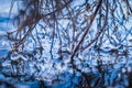 Icy tree branches into the water