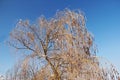 Icy tree branches of a weeping willow tree in the city park. Royalty Free Stock Photo