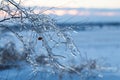 Icy tree braches Royalty Free Stock Photo