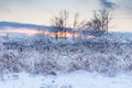 Icy tree braches