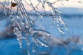 Icy tree braches Royalty Free Stock Photo