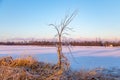 Icy tree braches Royalty Free Stock Photo