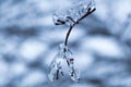 Icy tree braches Royalty Free Stock Photo