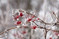 Icy tree branches