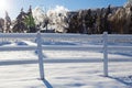 Icy tree branches