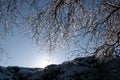 Icy tree with low sun