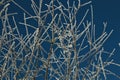 Icy treebranches against a clear blue sky Royalty Free Stock Photo