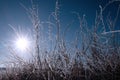 Icy twigs and branches in snow against blue dawn Royalty Free Stock Photo