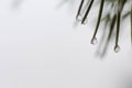 Icy waterdrop close up macro shot on pine needles. Royalty Free Stock Photo