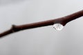 Icy waterdrop on wooden branch .