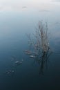 Icy willow branches against the background of the river Royalty Free Stock Photo