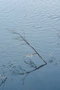 Icy willow branches against the background of the river Royalty Free Stock Photo