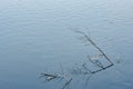 Icy willow branches against the background of the river Royalty Free Stock Photo