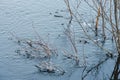 Icy willow branches against the background of the river Royalty Free Stock Photo