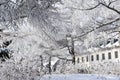 Icy Winter Beauty / BeautÃÂ© de l'hiver