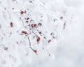 Icy winter bright rose hips Royalty Free Stock Photo