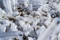 Icycles on the branches of tree during daytime