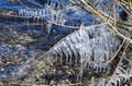 Icycles on the branches of tree during daytime